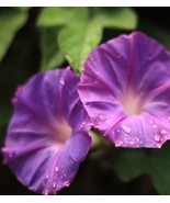 Ipomoea Purpurea, honey bee butterfly vine PURPLE morning glory seed -20 seeds - $14.99