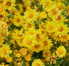 Cosmo Bright Light Flower Seeds Heirloom Nongmo Fresh Garden Seeds - $8.99
