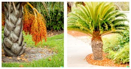 Jelly Palm Seeds (Butia capitata), Pindo Palm Fruit Tree 20 Seeds - £22.97 GBP