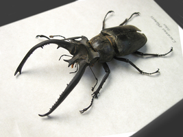 Lucanus planeti XL RARE Real Stag Beetle Framed Entomology Collectible S... - £147.93 GBP