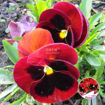 BELLFARM Pansy Red Black Petals with Yellow Eye Flowers Seeds, 30 seeds, origina - £2.79 GBP