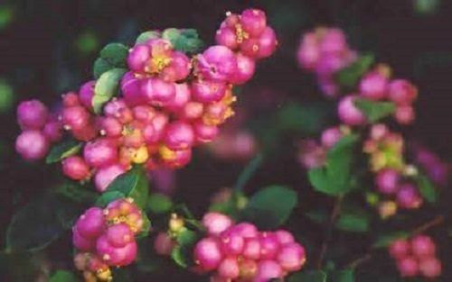 5 Coral Berry Bush Seeds-1150