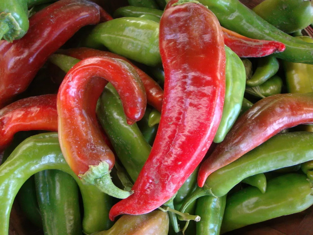 25 HATCH MS. JUNIE PEPPER VEGETABLE SEEDS FOR GARDEN - $133.04 MXN