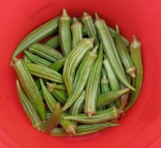 USA Emerald Green Velvet Okra Spineless Abelmoschus Esculentus 150 Seeds - £8.78 GBP