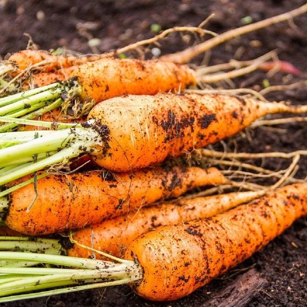 Little Finger Carrot Seeds Fresh Garden Seeds Fresh Seeds - $3.00