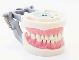 Dental Typodont Model 200 Type Kilgore Nissin Removable Teeth - £31.96 GBP
