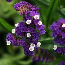 50 Seeds Pacific Purple Statice Flower Seeds - £11.79 GBP