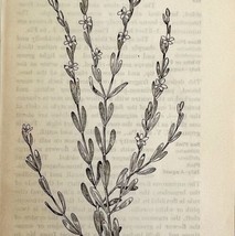 1905 Spiked Centaury Wild Flower Print Pen &amp; Ink Lithograph Antique 6.75 x 3.75&quot; - £13.80 GBP