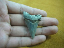 (sr236-19) 1-7/8&quot; Fossil ANGUSTIDENS SHARK TOOTH Gold or Silver wired ne... - $656.79 MXN