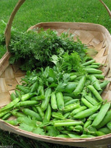 US Seller 140+ Little Marvel Garden Pea Seeds Non Gmo Heirloom Fresh - £8.73 GBP