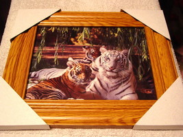 WHITE TIGER AND TIGER 11X13 MDF FRAMED PICTURE ( WOOD COLOR FRAME ) - $30.64