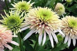 400 Seeds Echinacea &#39;Cherry Fluff&#39; Perennial Coneflower Seeds - £11.99 GBP