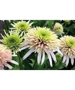 400 Seeds Echinacea &#39;Cherry Fluff&#39; Perennial Coneflower Seeds - $19.93 CAD
