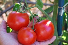 Best 50 Seeds Easy To Grow Carmello Tomato Juicy Vegetable Tomatoes - £6.78 GBP