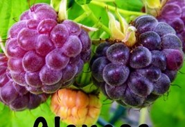 SEPTH 4 Pack Glencoe Thornless Raspberry Plants Live Plant Fruit Garden ... - $41.99