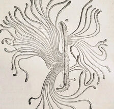 1903 Spruce Destroying Beetle Wood Engraving Agriculture Larval Mines F6D - $35.31 CAD