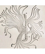 1903 Spruce Destroying Beetle Wood Engraving Agriculture Larval Mines F6D - $35.21 CAD