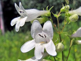 Foxglove White Beardtongue 100 Flower Seeds - $7.98