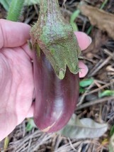 Kazakhstan Eggplant - Aubergine - 20+ seeds - So 092 - £2.36 GBP