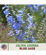 10 Blue Sage Seeds Salvia Azurea Native Wildflower Bee Butterfly Attract... - $4.96