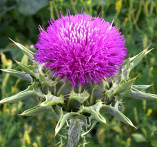 Milk Thistle Seeds 50+ Herb Flower Garden Biennial Silybum Marianum - £7.88 GBP