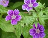 25 Clos du Coudray Geranium Seeds - $8.49