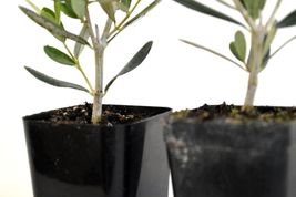 2.5&quot; Pot 2 Olive Tree Live Plants of Peace Olea Europaea Indoor Outdoor - £30.21 GBP