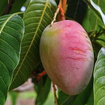 Mango Tommy Atkins (mangifera) live Tropical Fruit Tree 12”-24&quot; - £39.28 GBP