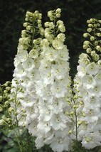 HS 50 White Delphinium Seeds Perennial Garden Flower Flowres Bloom Sun S... - $5.87