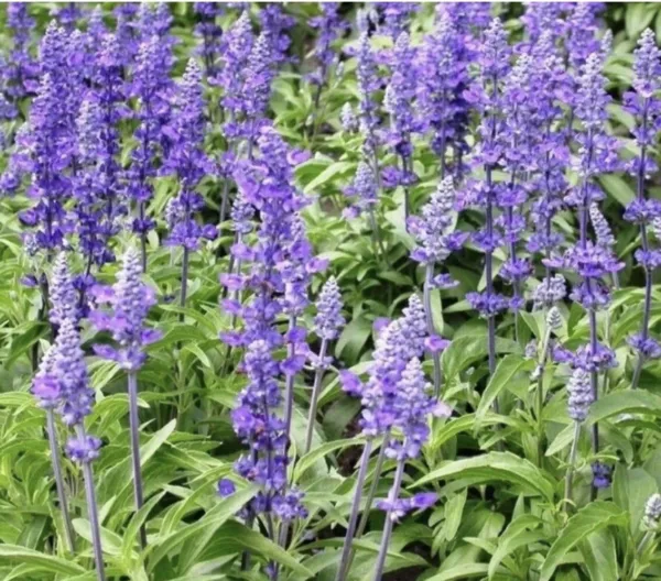 Chia Seeds For Planting Salvia Hispanica - 1000+ Seeds 2023 Garden - $7.98