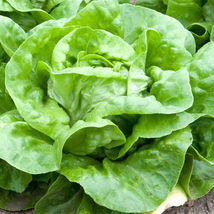 Fresh 500 White Boston Lettuce Seeds  - $5.79