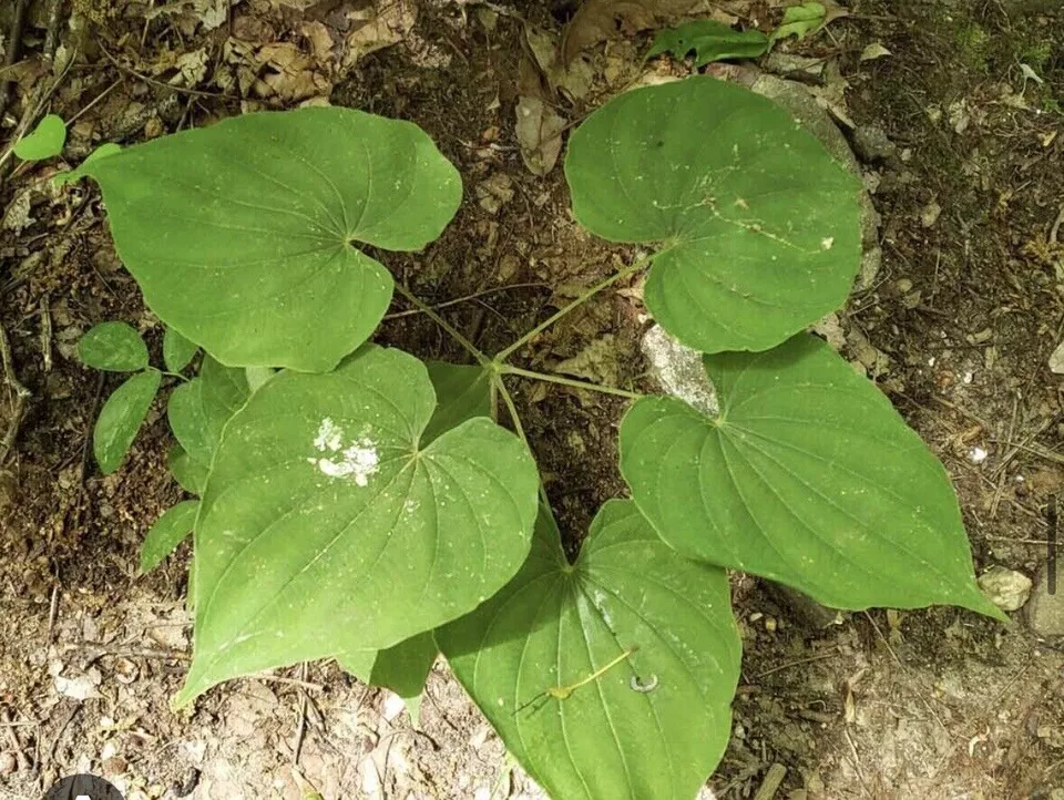 3 Wild Yam Plants Bare Root Dioscorea Perennial Organic Vine Bulbs Wildf... - $19.00