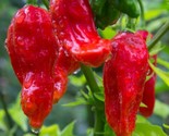 Ghost Pepper Seeds 20 Bhut Jolokia Very Hot &amp; Spicy Salsa Sauce Fast Shi... - $8.99