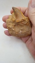 Mosasaur Tooth in Stone - 60 Million yrs old ~ free shipping ~ - £18.49 GBP