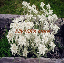 Exotic Edelweiss Seed Flower Plant Seed DIY Home Garden 200  pcs Leonotopodium a - £5.48 GBP