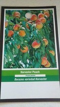 Harvester Peach 4-6 Ft Tree Plant Sweet Juicy Peaches Fruit Trees Plants - £113.08 GBP