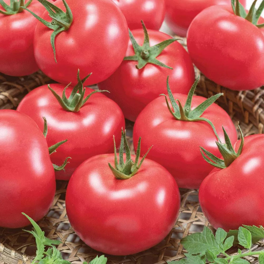 50 Seeds Porter Tomato Vegetable Garden - $9.77