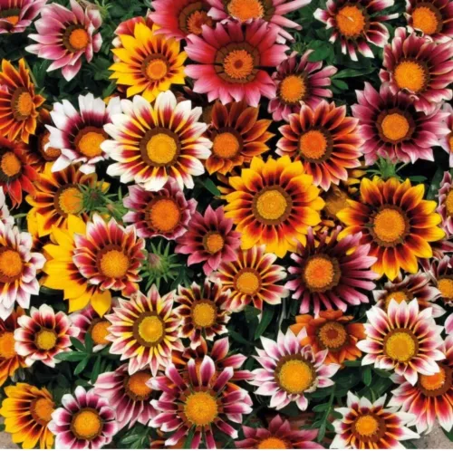 SGH 25 Seeds Gazania Splendens Mix Flowers Garden Easy To Grow USA Seller - £7.96 GBP