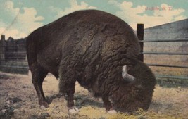 American Bison Buffalo New York NY Animal Postcard D45 - $2.99