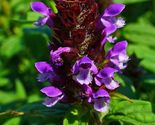 1000 seeds allheal - prunella vulgaris medicinal herb heal all - $6.39