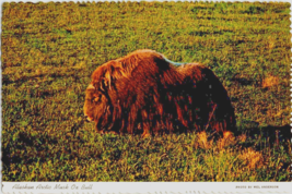 Postcard Alaska  Arctic Musk Ox Bull  Photo by Mel Anderson  6 x 4 ins. - £3.95 GBP