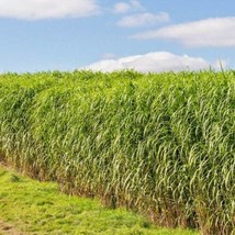 1000 Switchgrass Seeds Tall Grass Prairie Clumping Ornamental Drought He... - $3.00