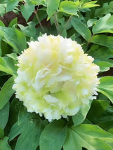 Best SELLER USA 20 Seeds Fragrant Rising Sun Peony Seeds Creamy White With Pale  - £7.93 GBP