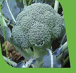 Broccoli Lieutenant 250 seeds - $23.34