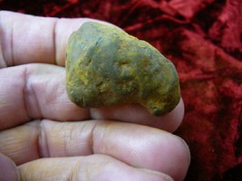 (PP462-17) 1-5/8&quot; Genuine Fossil Turtle Poop Coprolite Dung Weird Wa State Doo - $12.19