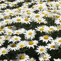 HT 100Alaska Shasta Daisy Flower Seeds Native Wildflower Patio Container... - $186.58 MXN
