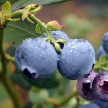 Fresh New Blueberry Seeds USA Seller - $5.32