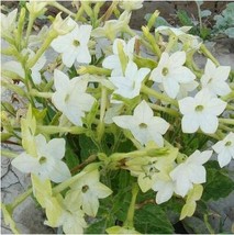 200 pcs/lot Nicotiana Alata -s Home Garden Multi-Color Optional YR - (Color: 2)  - £6.78 GBP