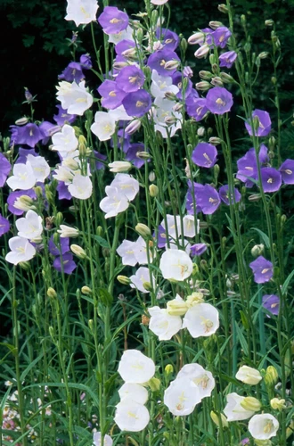 THJAR Campanula persicifolia, Bells mix, bellflower 100 seeds - $3.20