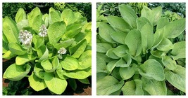 1 Live Potted Plant hosta WORLD CUP medium gold thick 2.5&quot; pot - $49.99
